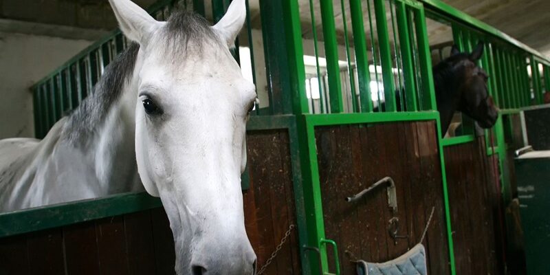 Paardenaccommodatie als onderdeel van de eigen woning?